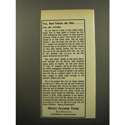 1959 White Flower Farm Advertisement - Yes, real fraises des Bois