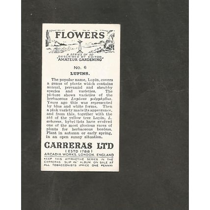Cigarette Card Carreras Flowers 1936 #6 Lupins