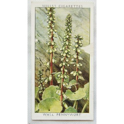 1937 Wills Wild Flowers 2nd series No. 18 Wall Pennywort