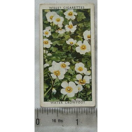 1937 Wills Wild Flowers 2nd series No. 2 Water Crowfoot