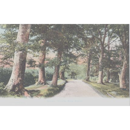 Burley Woods New Forest F.G.O Stuart 1010 Hampshire Postcard (QHAM181)