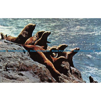R055345 Sea Lion Caves. Smith Western