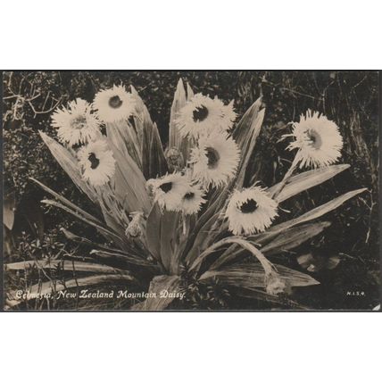 Celmesia, New Zealand Mountain Daisy, c.1910s - Tanner Bros RP Postcard