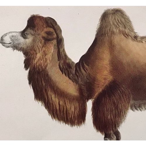Bactrian CAMEL antique Print Lithograph Werner 1824 vintage Animal Art Decor