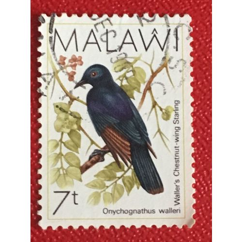 Malawi 1988 7t Waller's Red-winged Starling Used 2 SG 792 Sc 520 Bird Stamp