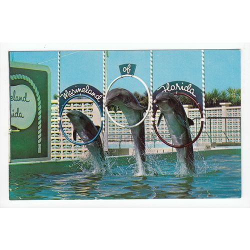 Dolphins at Marineland Florida USA Postcard 19551