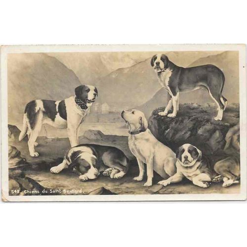 St Bernard Dogs of Switzerland Real Photo 1931, St. Bernard Hotel