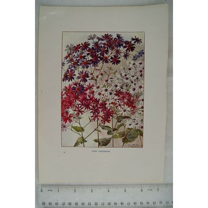 1905 coloured illustration: Star Cinerarias