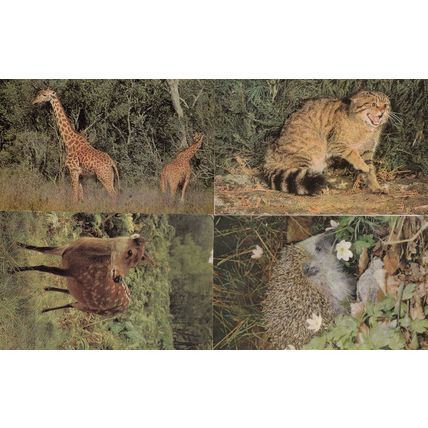 Hedgehog Wild Cat Giraffe Sika Deer 4x Salmon Animals 1970s Postcard s