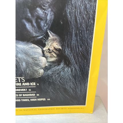 National Geographic Magazine January 1985 KoKo's Kitten - Vintage Collectable