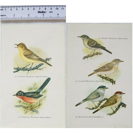 Coloured illustration: Icterine, Dartford, Barbed & Garden Warblers, Blackcap