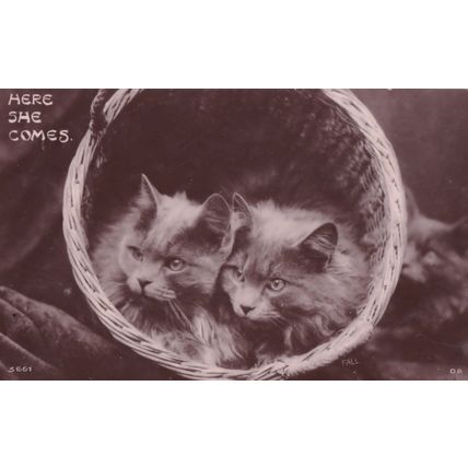 Here She Comes Kittens In Basket Antique Cat Real Photo Postcard