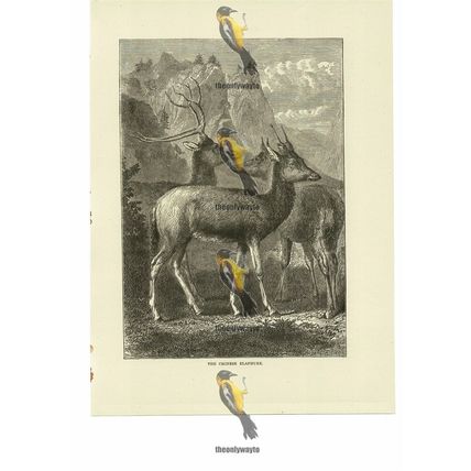 Chinese Elaphure, Book Illustration (Print), 1884