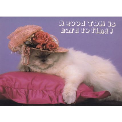 Tom Cat Dressed In Beautiful Hat I'm Hard To Find Cats Postcard