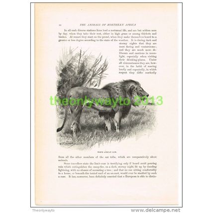 NORTH AFRICAN LION, BOOK ILLUSTRATION (PRINT), c1916