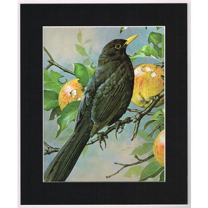 Blackbird Mounted Bird Picture Print White Mount 10 inch x 12 inch