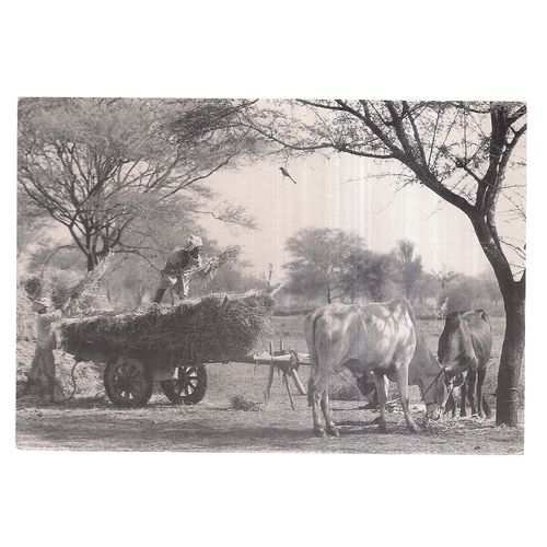 FARMING nr. TILONIA, RAJASTHAN, INDIA unused vintage postcard =