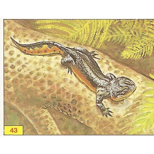 Panini's Dinosaurs Sticker Collection - Sticker No. 43