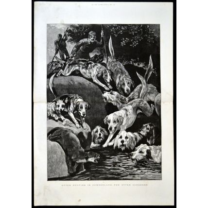 OTTER HUNTING IN CUMBERLAND - THE OTTER CORNERED 1889 VICTORIAN ENGRAVING