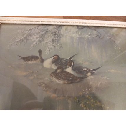 1950 Vintage Framed Print VERNON WARD Pintail Ducks
