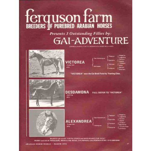 ferquson farm 1972 gai-adventure victorea desdamona horse vintage ad