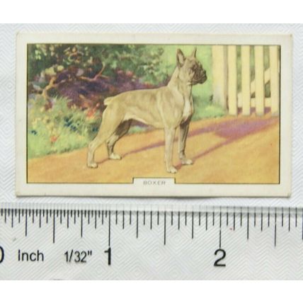 1938 Gallaher Dogs 2nd Series No. 13 Boxer