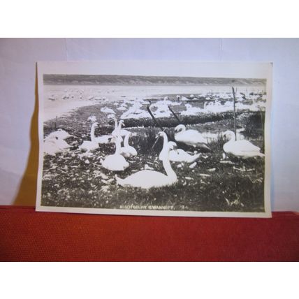 no 34, THE SWANNERY, ABBOTSBURY, DORSET unused postcard RP 1950s #