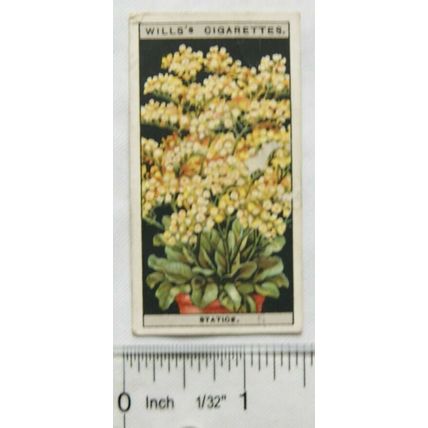 1925 Wills Flower Culture in Pots No. 46 Statice or Sea Lavender