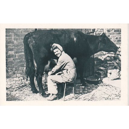 The Nostalgia Postcard 1890's - 1950's - Land Girl Milking, c.1940