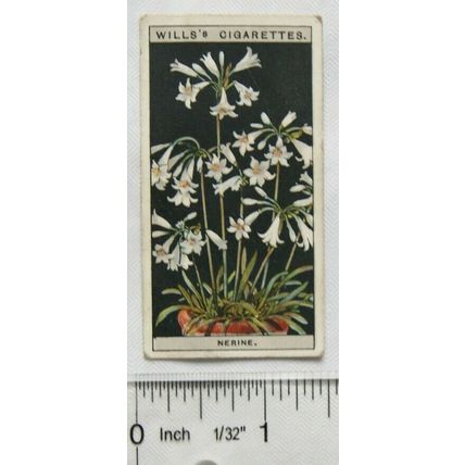 1925 Wills Flower Culture in Pots No. 35 Nerine