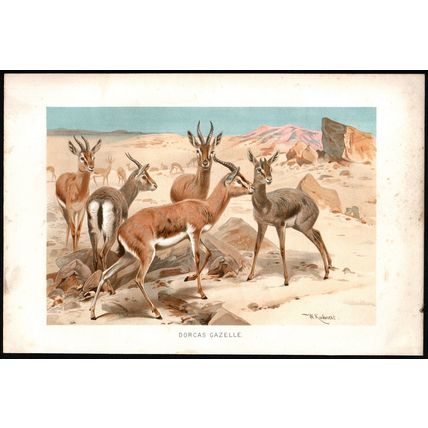 DORCAS GAZELLE 1894 Friedrich Wilhelm Kuhnert VICTORIAN CHROMOLITHOGRAPH