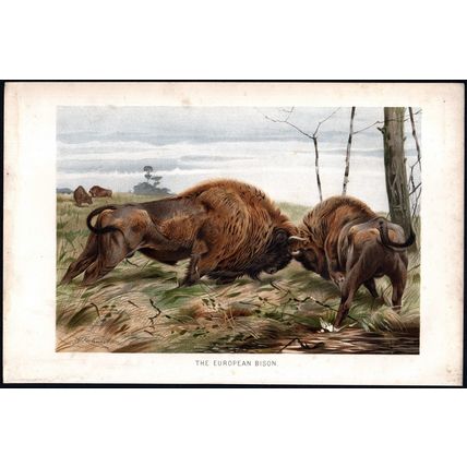 EUROPEAN BISON 1894 Friedrich Wilhelm Kuhnert VICTORIAN CHROMOLITHOGRAPH