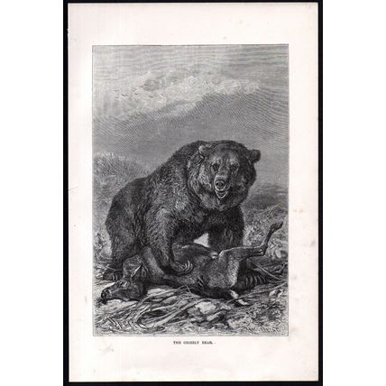 GRIZZLY BEAR 1894 Mammal - Friedrich Specht VICTORIAN ENGRAVING