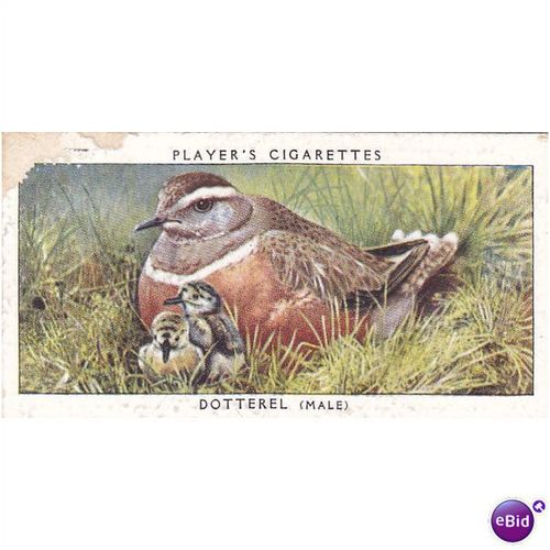 Players Birds & Their Young Card No. 13 Spotted Flycatcher