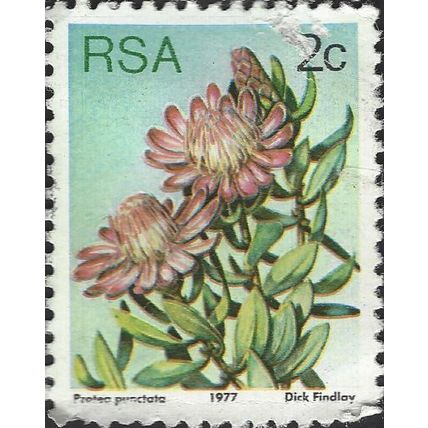 SOUTH AFRICA, FLOWER, Protea punctata, blue-green 1977, 2c