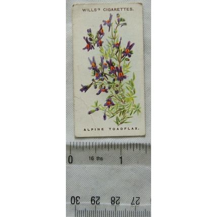 1913 Wills, Alpine Flowers No. 20 Alpine Toadflax