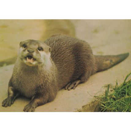 Otter at Marwell Winchester Zoo Endangered Species Postcard