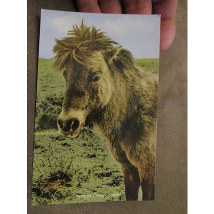 Blackmore Postcard - Exmoor Pony / Horse interest