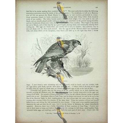 Marsh Harrier, Natural History Book Illustration, 1896