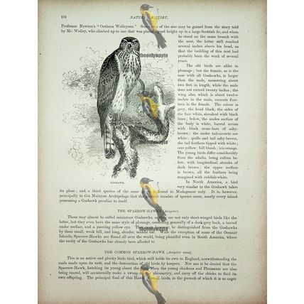 Goshawk, Natural History Book Illustration, 1896