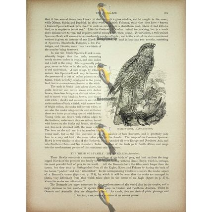 Sparrow-Hawk, Natural History Book Illustration, 1896