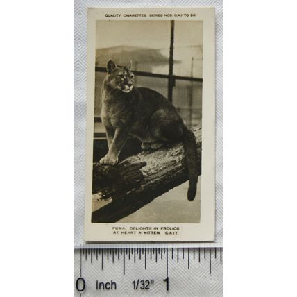 1926 Pattreiouex Real Photos Animals No. CA17 - Puma