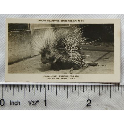1926 Pattreiouex Real Photos Animals No. CA11 - Porcupine