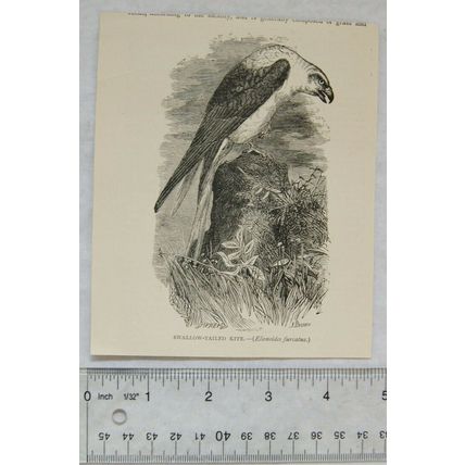 Vintage engraving: Swallow-tailed kite