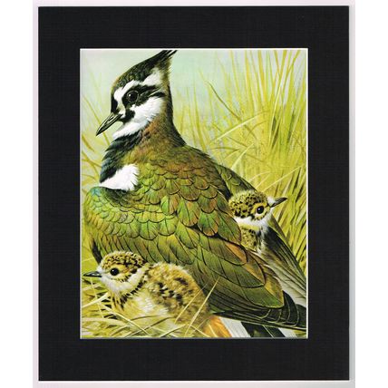 Lapwing Mounted Bird Picture Print White Mount 10 inch x 12 inch