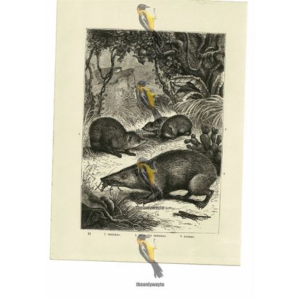Tendrac, Telfair's Tendrac & Tanrec, Book Illustration (Print), 1884