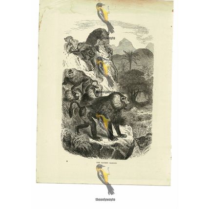 Sacred Baboon, Book Illustration (Print), 1884