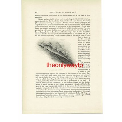Octopus (Naked Gilled Gastropod On Reverse), Book Illustration (Print), c1916