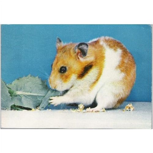 Animal - Golden Banded Hamster - Dixon postcard 1974