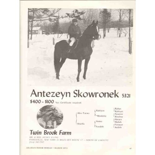 twin brook farm 1972 antezeyn skowronek arabian horse vintage ad